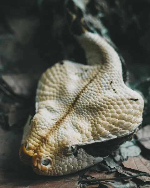 Макрознімок Голови Небезпечної Змії Сухому Листі — стокове фото