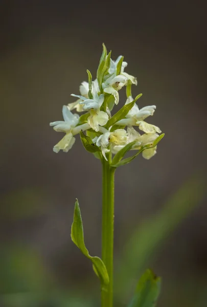Vertical Closeup Shot Blooming Wild Mediterranean Orchid — Stock Photo, Image