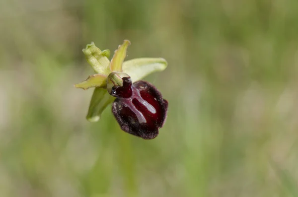 Macro Shot Beautiful Early Spider Orchid Outdoors — Stock Photo, Image