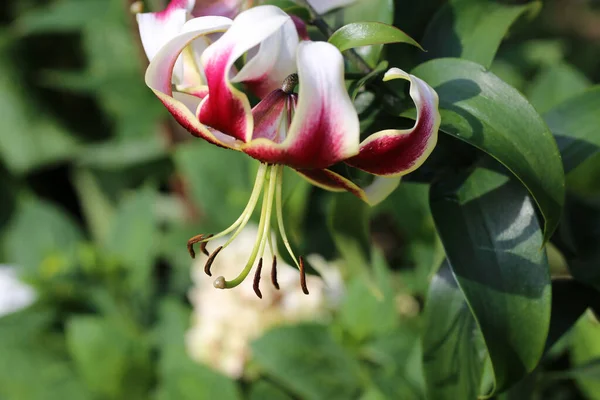 Close Uma Bela Flor Lilium Cernuum Isolado Fundo Verde — Fotografia de Stock