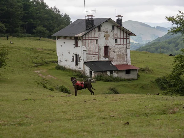 Een Oud Afgelegen Huis Omringd Door Bomen Een Berg — Stockfoto