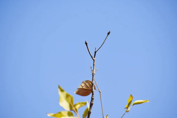 Gros Plan Une Minuscule Branche Aux Feuilles Automnales Sous Ciel — Photo