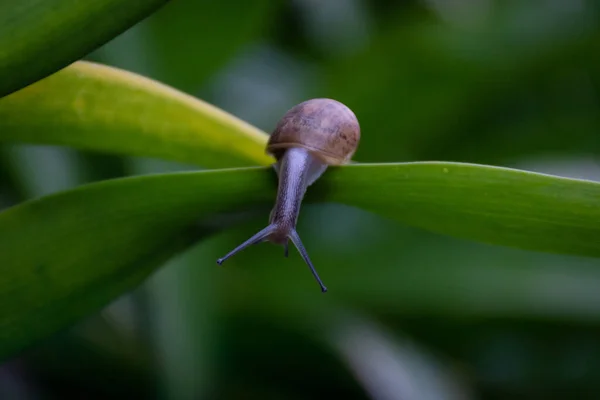 Gros Plan Escargot Sur Une Feuille Verte — Photo