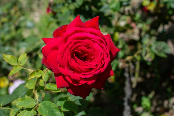 Primo Piano Una Rosa Rossa Che Cresce Giardino Una Giornata — Foto Stock