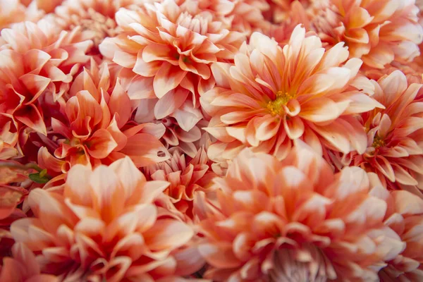 Beautiful pink Dahlia flowers background