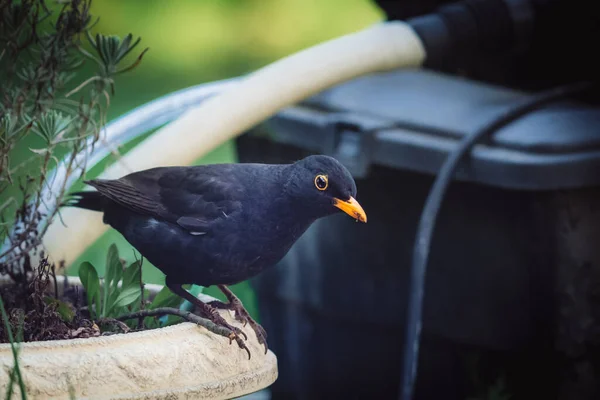 Pássaro Negro Comum Capturado Amsel Alemão — Fotografia de Stock