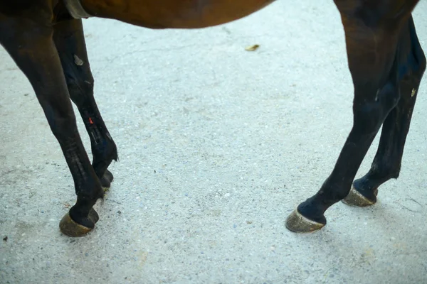 Ein Pferd Stall Auf Einer Ranch — Stockfoto