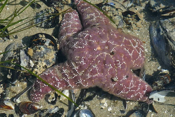 Primer Plano Una Estrella Mar Costa Oregon — Foto de Stock