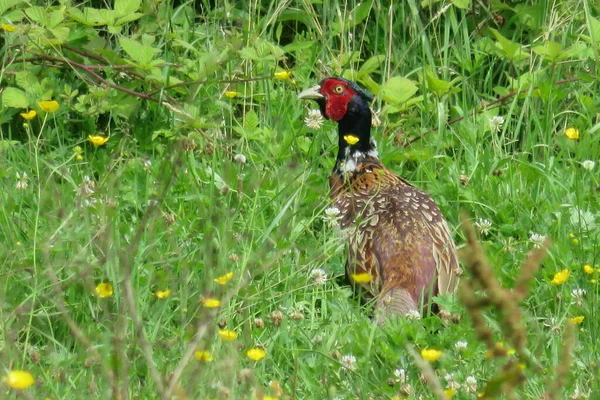 Ring Necked Pheasant Bird Grassy Field Wild Stock Image