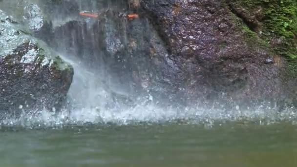 Belle Cascade Dans Forêt — Video