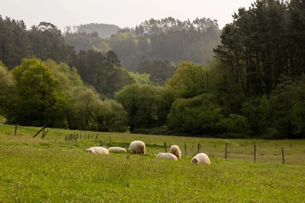 Pasto Verde Ovejas Descansando Hierba — Foto de Stock