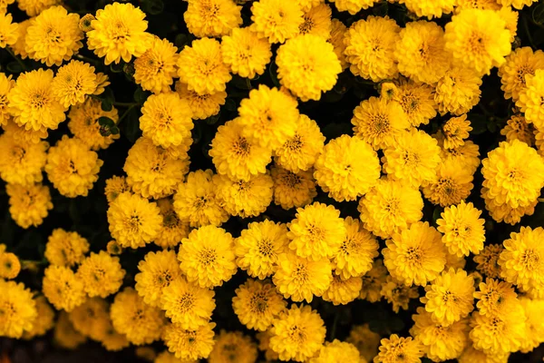Focus Selettivo Sui Crisantemi Gialli Crescita — Foto Stock