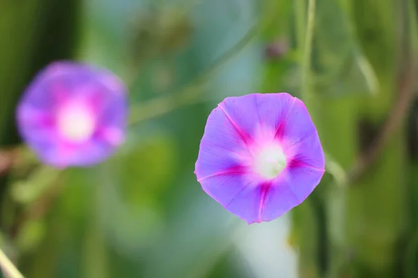 Selektivní Záběr Rozkvetlou Obyčejnou Ranní Květinu Zahradě — Stock fotografie