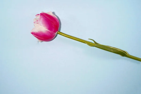 Uma Vista Superior Uma Tulipa Rosa Clara Sobre Fundo Azul — Fotografia de Stock