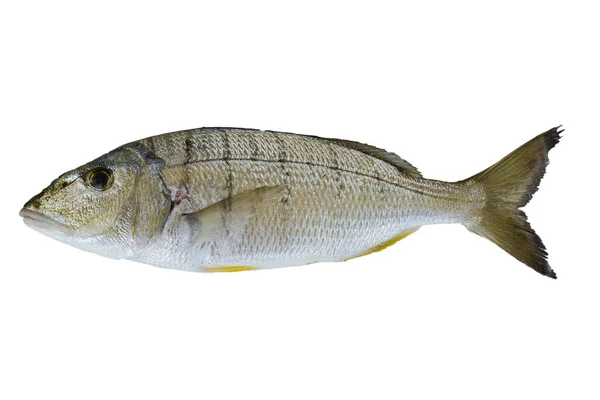 Striped Seabream Fish Isolated White Background Free Space Text — Stock Photo, Image