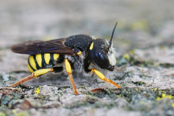 Primer Plano Lateral Del Macho Cara Blanca Abeja Cola Negra —  Fotos de Stock