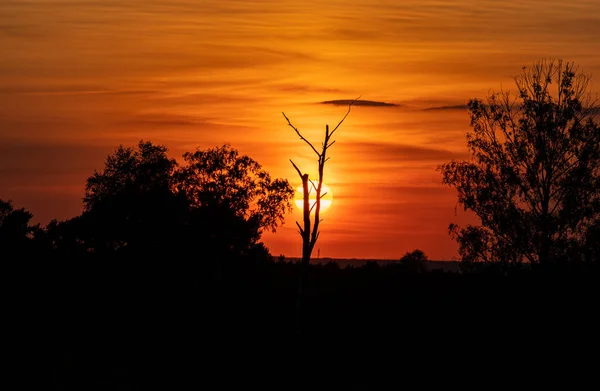 Bela Vista Pôr Sol Laranja Com Silhuetas Árvores — Fotografia de Stock