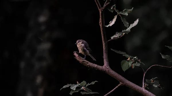木の枝に落ちたフクロウのパノラマ写真 — ストック写真