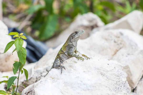 Une Mise Point Sélective Jeune Iguane Sauvage Sur Des Rochers — Photo