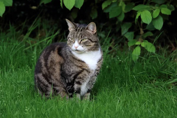 Die Grau Gestromte Katze Entspannt Sich Auf Dem Grünen Gras — Stockfoto