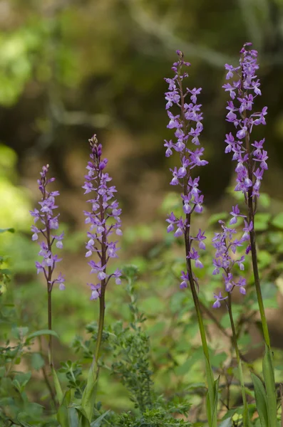 Svislý Detailní Záběr Orchideje Rozkvetlého Divokého Prutu — Stock fotografie