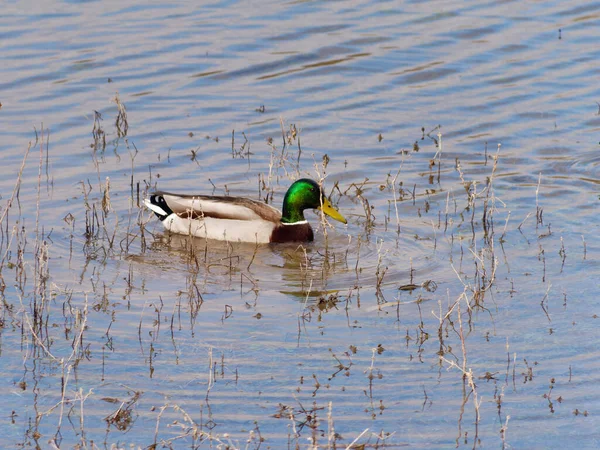 Вид Mallard Зеленого Белого Цвета Плавание Воде Утром — стоковое фото