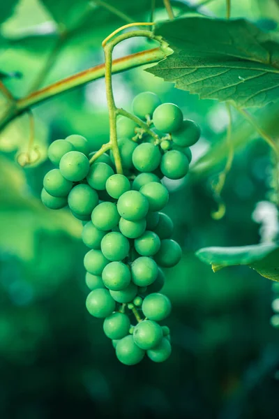 Uma Vista Uvas Que Crescem Ramo Árvore Fundo Embaçado — Fotografia de Stock