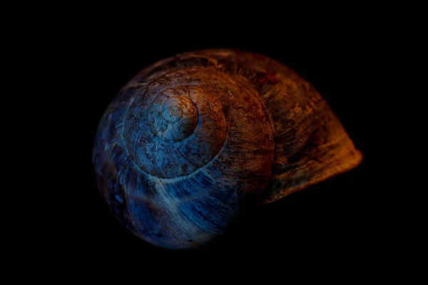 Closeup Shot Snail Shell Black Background — Stock Photo, Image