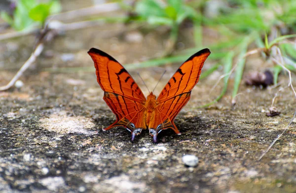 Belo Tiro Uma Borboleta Cor Laranja Uma Natureza — Fotografia de Stock