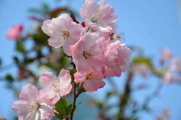 背景がぼやけている庭のピンクの花のクローズアップショット — ストック写真