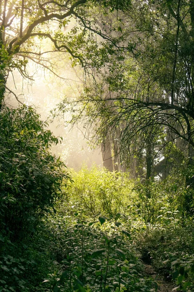 Vertical Shot Sunlight Green Forest Thick Trees Branches Grassy Ground — Stock Photo, Image