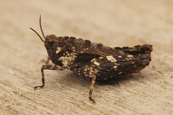 Closeup Brown Form Common Ground Hopper Tetrix Undulata Sitting Piece — Stock Photo, Image