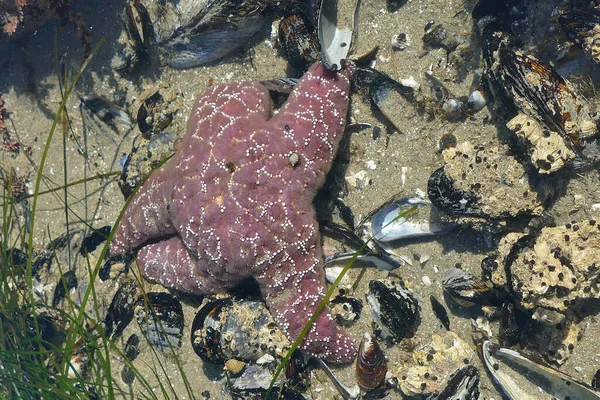 Высокоугольный Снимок Морской Звезды Побережье Орегона — стоковое фото