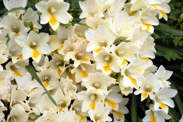 Över Vita Dune Kammetjie Freesia Leichtlinii Blommor — Stockfoto