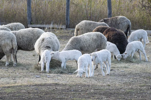 Ένα Κοπάδι Πρόβατα Νεαρά Αρνιά Βόσκουν Τρώνε Σανό Κλειστό Περίβλημα — Φωτογραφία Αρχείου