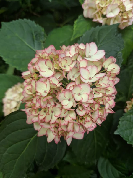 Tiro Vertical Uma Bela Flor Hortensia Com Folhas Verdes — Fotografia de Stock