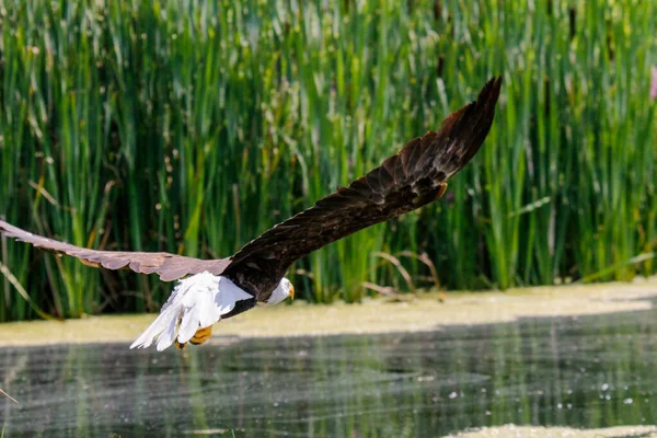 Primer Plano Hermoso Águila Volando Cerca Del Lago — Foto de Stock