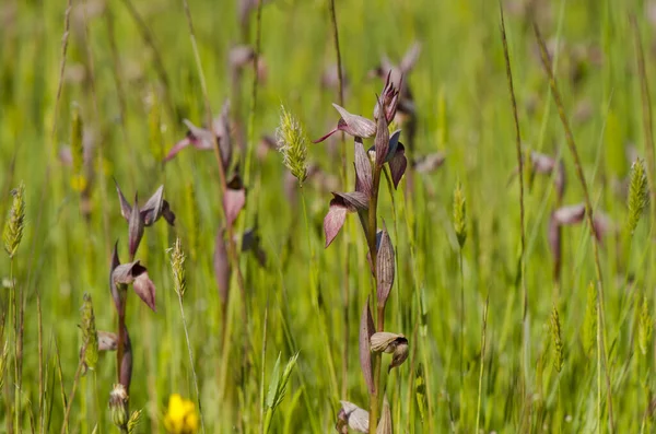 Eine Wiese Mit Blühenden Zungenorchideenblumen — Stockfoto