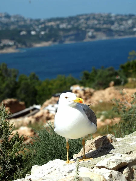 Egy Függőleges Közelkép Egy Albatroszról Amint Köveken Áll Tenger Felett — Stock Fotó