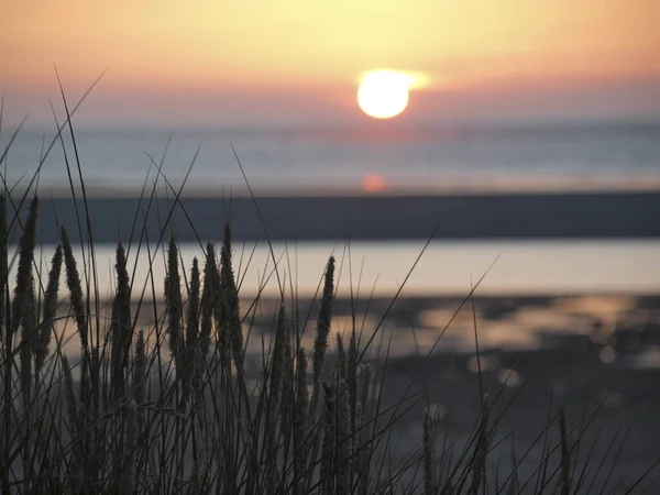 Прекрасний Вид Морські Хвилі Рослин Пляжі Прекрасний Фон Заходу Сонця — стокове фото
