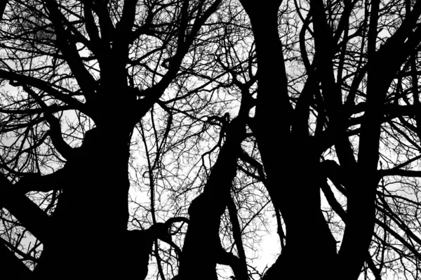 Plan Monochrome Arbres Nus Silhouette Sur Fond Ciel Nuageux — Photo