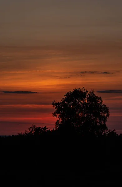 Den Vackra Utsikten Över Orange Solnedgång Med Silhuetter Träd — Stockfoto