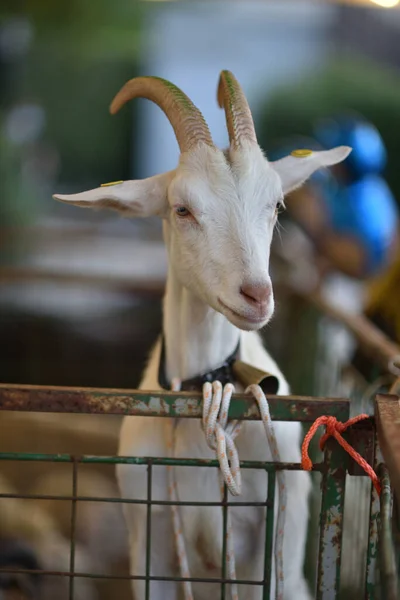 Vertical Shot Goat Farm Blurred Background — Stock Photo, Image