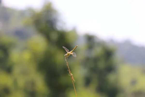 Uma Pequena Libélula Sentada Num Galho — Fotografia de Stock