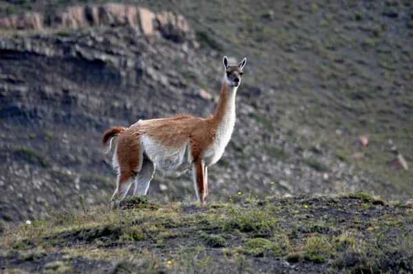 Guanaco Lama Guanicoe Στο Εθνικό Πάρκο Torres Del Paine Χιλή — Φωτογραφία Αρχείου