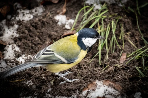 Great Tit Captured German Blaumaise — Fotografia de Stock