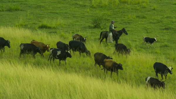 Group Cattle Grazing Meadow — Stock Photo, Image