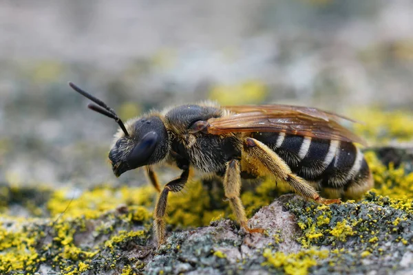 Zbliżenie Samicy Pszczoły Bruzdowatej Pomarańczowych Nogach Halictus Rubicundus Gard Francja — Zdjęcie stockowe