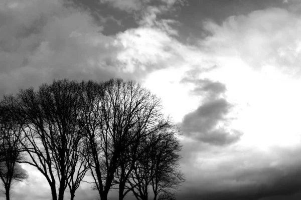 Een Monochrome Shot Van Kale Bomen Silhouetted Tegen Bewolkte Lucht — Stockfoto
