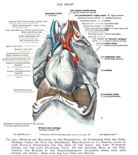 Egy Századi Évjárat Anatómia Tankönyv Oldal Amely Elmagyarázza Szív Szerkezetét — Stock Fotó